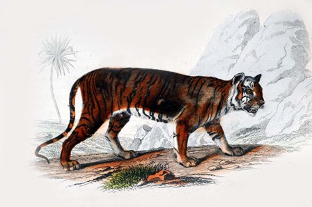Tiger by Georges-Louis Leclerc, Comte de Buffon art print
