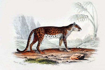 Leopard II by Georges-Louis Leclerc, Comte de Buffon art print