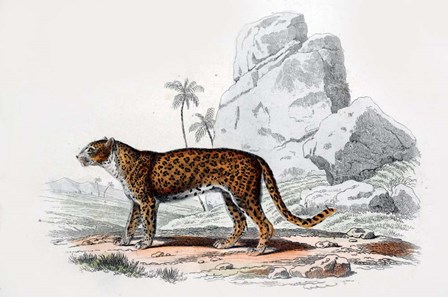 Leopard III by Georges-Louis Leclerc, Comte de Buffon art print