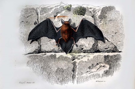 Bat I by Georges-Louis Leclerc, Comte de Buffon art print