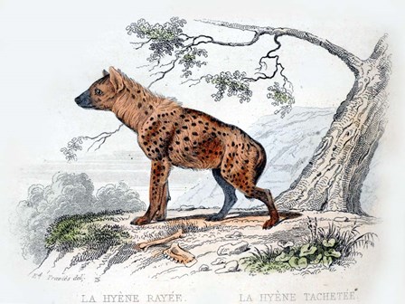 Hyena II by Georges-Louis Leclerc, Comte de Buffon art print