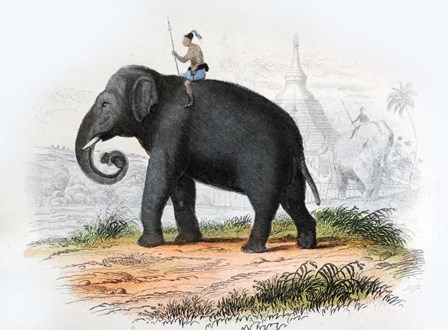 Elephant by Georges-Louis Leclerc, Comte de Buffon art print