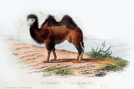 Camel by Georges-Louis Leclerc, Comte de Buffon art print