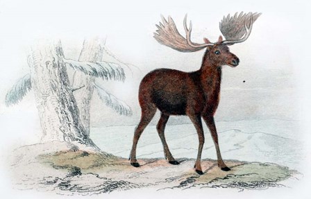 Elk by Georges-Louis Leclerc, Comte de Buffon art print
