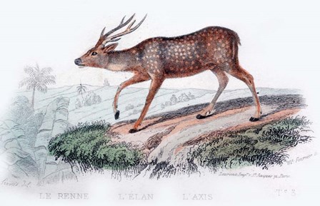 Deer by Georges-Louis Leclerc, Comte de Buffon art print