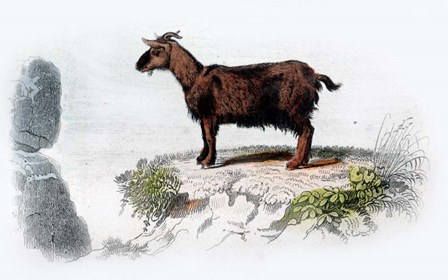 Goat I by Georges-Louis Leclerc, Comte de Buffon art print