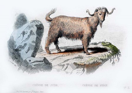 Goat II by Georges-Louis Leclerc, Comte de Buffon art print