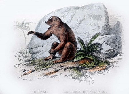 Mammal V by Georges-Louis Leclerc, Comte de Buffon art print