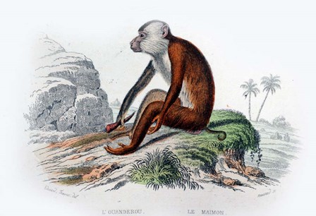 Monkey IV by Georges-Louis Leclerc, Comte de Buffon art print