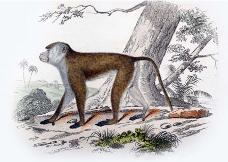 Monkey V by Georges-Louis Leclerc, Comte de Buffon art print