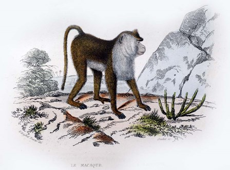 Monkey VI by Georges-Louis Leclerc, Comte de Buffon art print