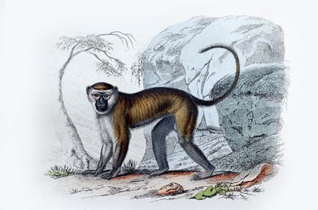 Monkey VII by Georges-Louis Leclerc, Comte de Buffon art print