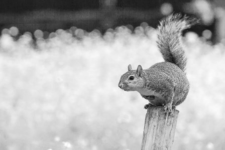 Squirrel by Giuseppe Torre art print