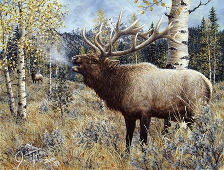 Wapiti by Jeff Tift art print