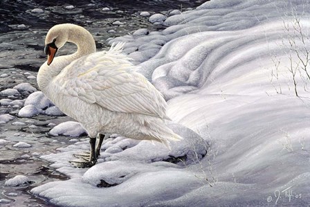 Edge Of Light - Mute Swan by Jeff Tift art print