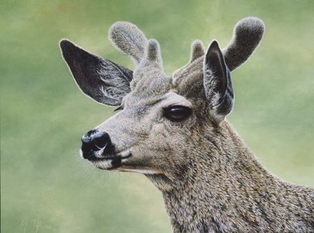 Mule Deer In Velvet by Jeff Tift art print