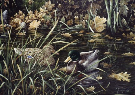Mallards by Jeff Tift art print