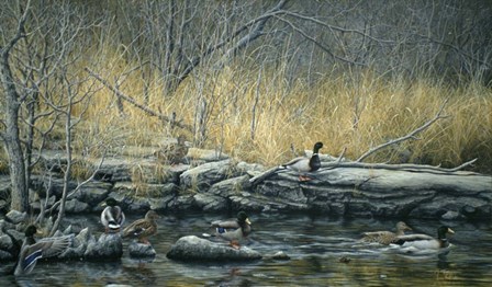 Early Morning Mallards by Jeff Tift art print