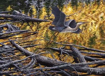 Heron by Jeff Tift art print