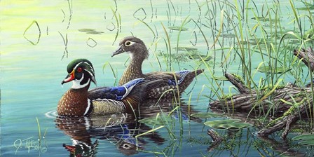 Wood Ducks by Jeff Tift art print