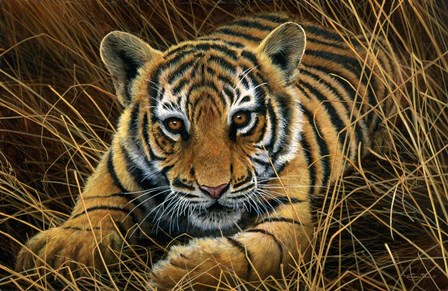 Tiger Cub by Dr. Jeremy Paul art print