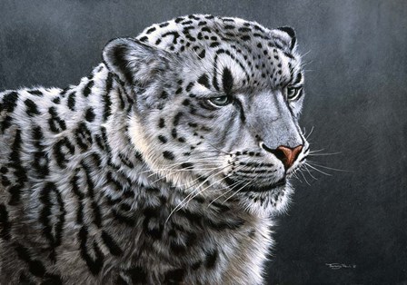 Snow Leopard by Dr. Jeremy Paul art print