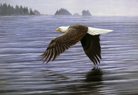 Low Flight Bald Eagle by Dr. Jeremy Paul art print