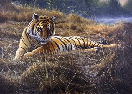 Tiger by Dr. Jeremy Paul art print