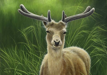 Fallow Buck In Velvet by Dr. Jeremy Paul art print
