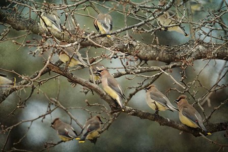 Family Reunion Cedar Wax wings by Jai Johnson art print