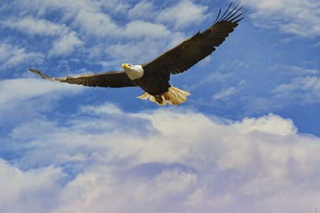 Fly High Bald Eagle by Jai Johnson art print