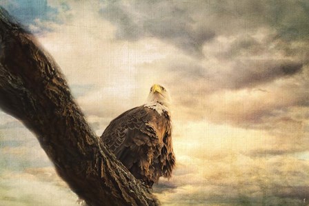 Her Majesty Bald Eagle by Jai Johnson art print