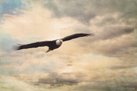 High Flyer Bald Eagle by Jai Johnson art print