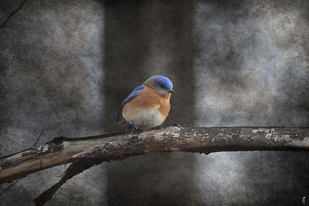 Last Day Home Bluebird by Jai Johnson art print