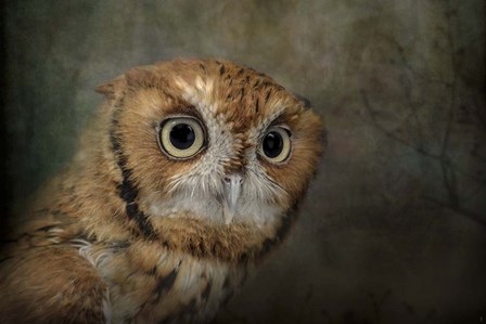 Portrait Of An Eastern Screech Owl by Jai Johnson art print