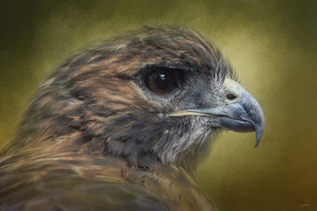 Red Tailed Hawk At Reelfoot by Jai Johnson art print