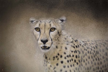 The Cheetah by Jai Johnson art print