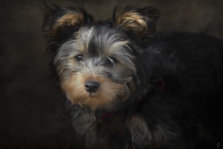 Yorkie Puppy by Jai Johnson art print