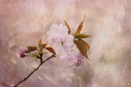 Cherry Blossom by Jai Johnson art print