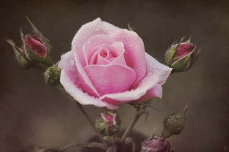 Clothed In Natures Jewels by Jai Johnson art print