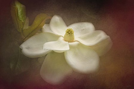 Magnolia In Bloom 2 by Jai Johnson art print