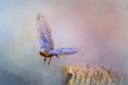 Bluebird Escape by Jai Johnson art print