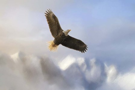 Rise Above Bald Eagle by Jai Johnson art print
