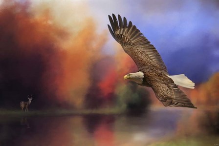 Fall Flight Bald Eagle by Jai Johnson art print