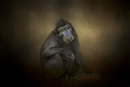 Portrait Of A Savannah Baboon by Jai Johnson art print