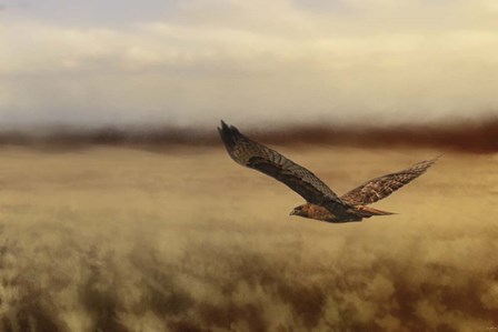 Redtail In The Field by Jai Johnson art print