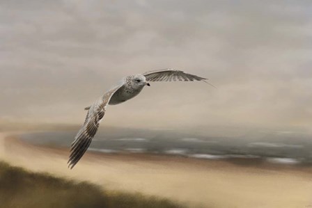 Gull At The Shore by Jai Johnson art print
