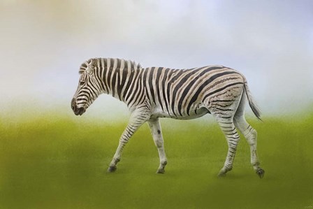 Journey Of The Zebra by Jai Johnson art print