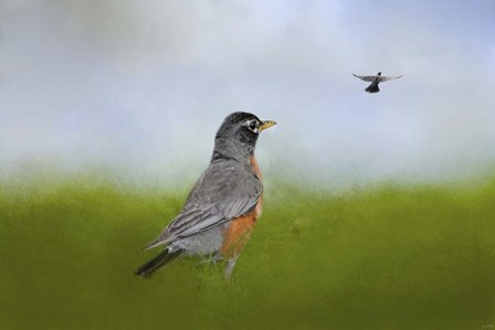 Robin In The Field by Jai Johnson art print