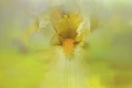 Iris In Lime by Jai Johnson art print